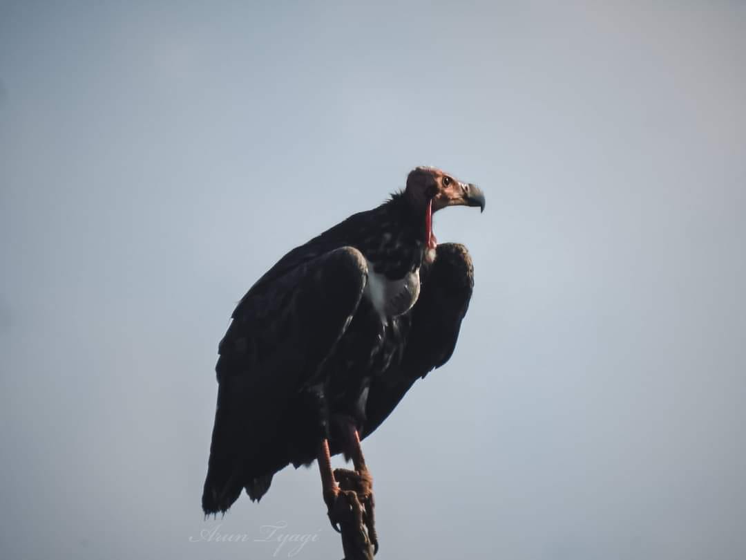 Lack of vultures became the reason for untimely death of 5 lakh people