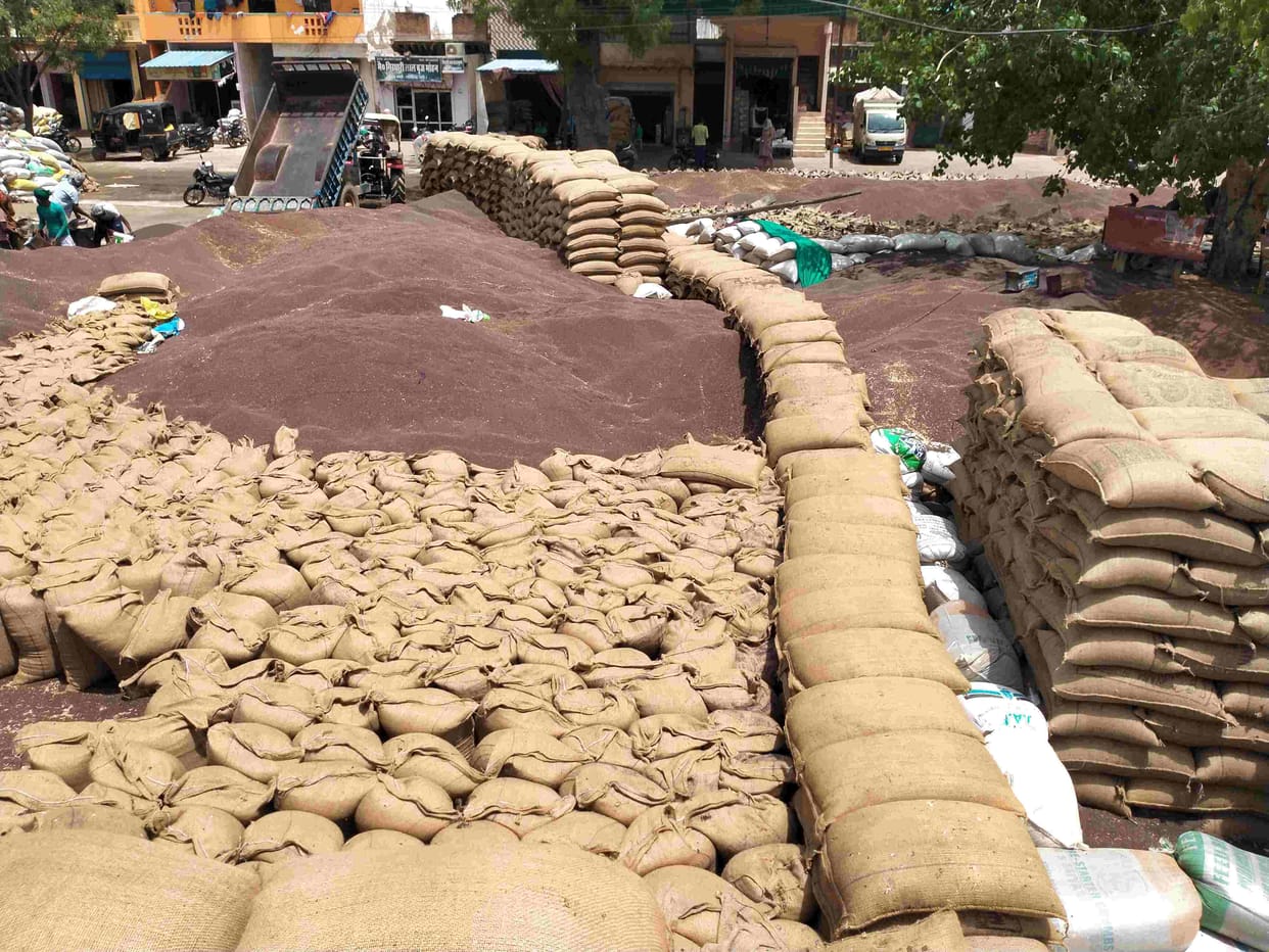 Bardana finished in grain market, how will mustard lifting