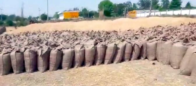 Wheat is being put in the fields in Anchara Kalan, there is no space on the concrete pad