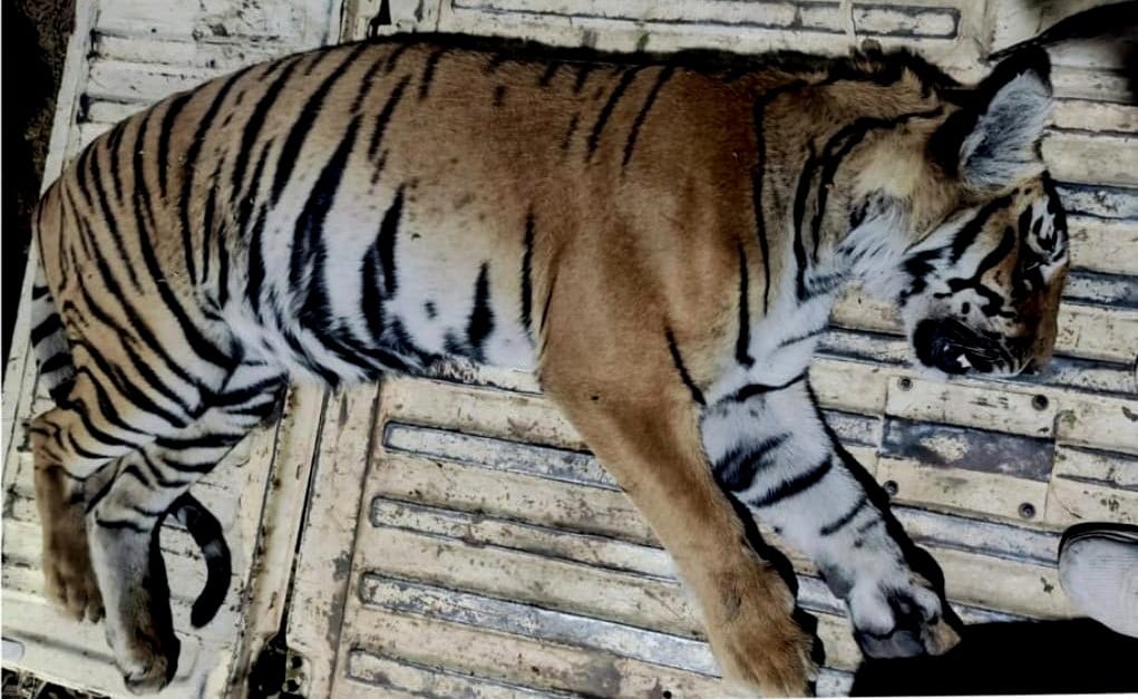 Corbett Tiger Reserve Forest workers found body of a tigress during patrolling in Kalagarh range