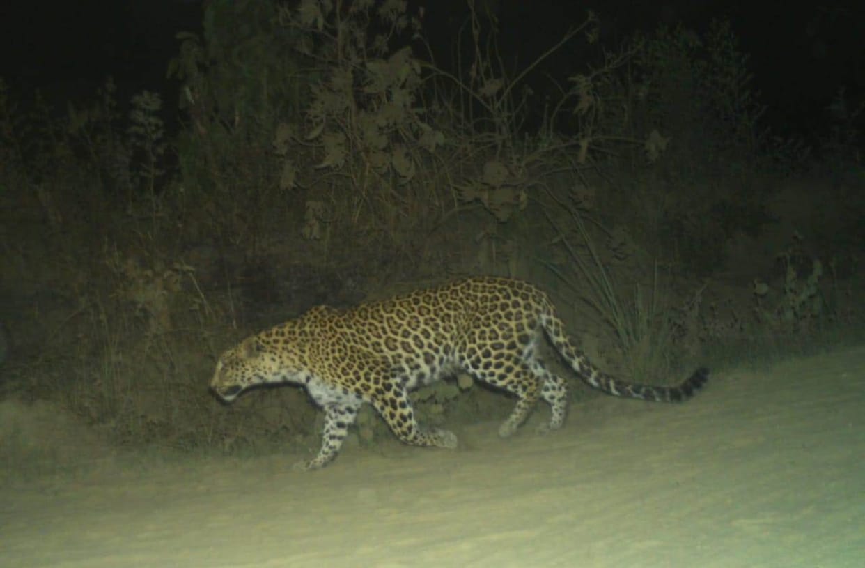 Uttarakhand News Tiger Attack on villagers in Pauri was attacked badly injured