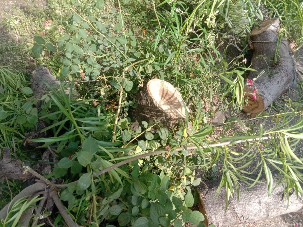 Told to cut bushes, green fruitful trees were cut