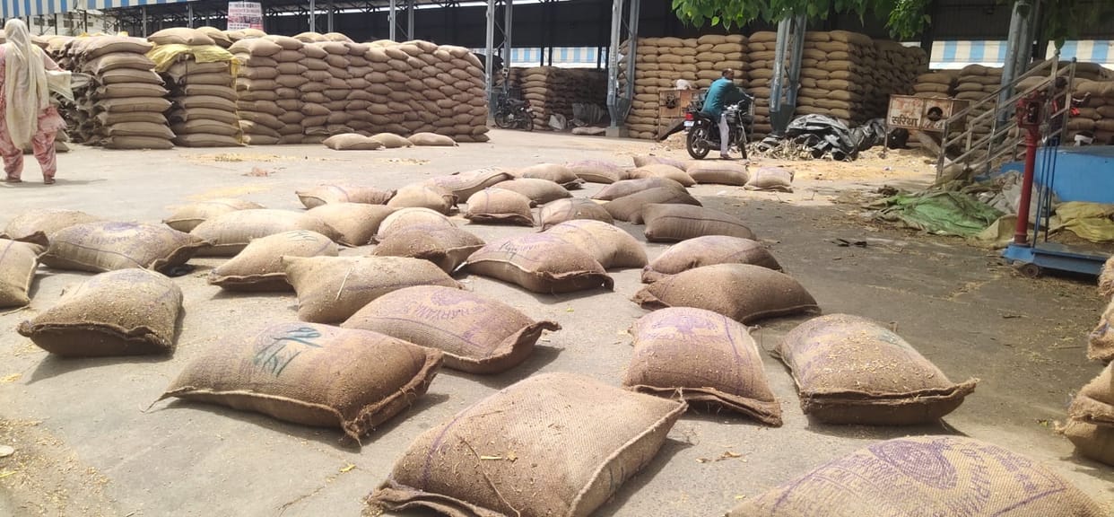 One lakh bags of wheat soaked in two mm rain, 54 percent of wheat and 34 percent of mustard left to be lifted in the market