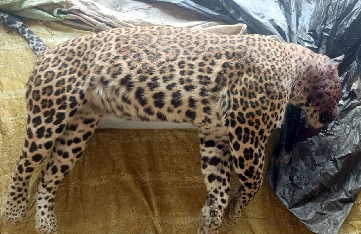Dead body of male guldar found in Qilawali source