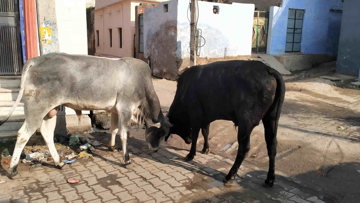 Helpless cattle roaming the city, accidents happening every day