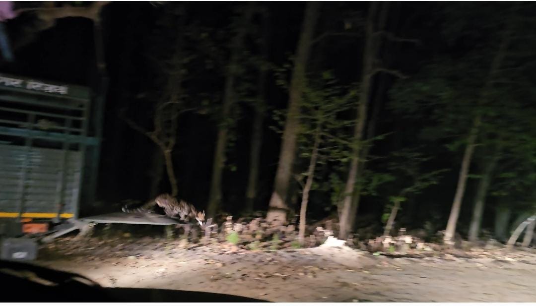 Leopard caught from Aliganj got freedom in PTR