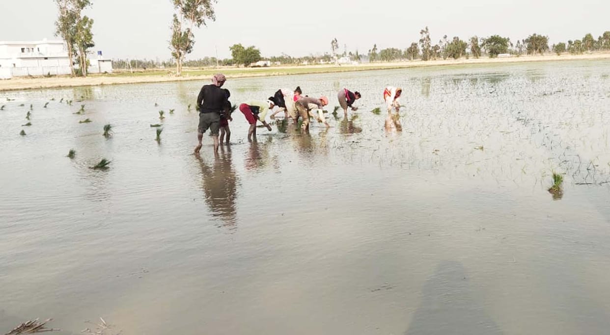 Ban ineffective...Planting of Satha continues in Banda-Nigohi area