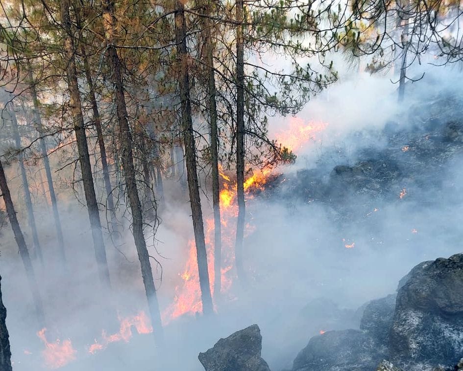 More than 20Heactare Jungle was Burnt