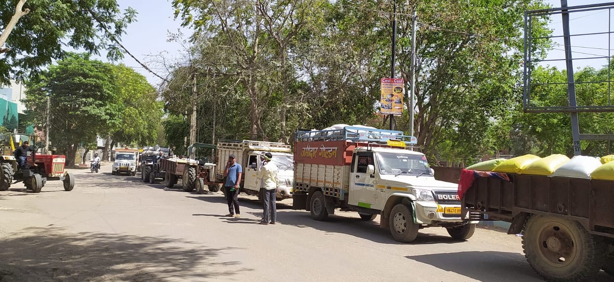 Mustard procurement started in grain market