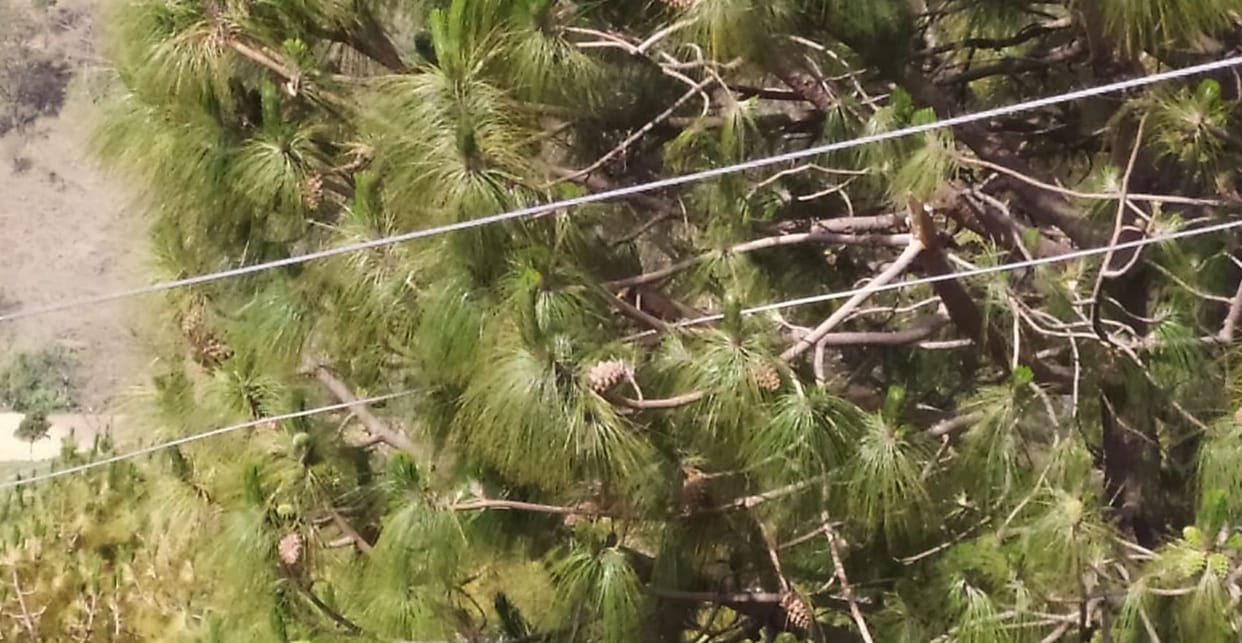 Instead of poles, high voltage power lines passed through lush green trees.
