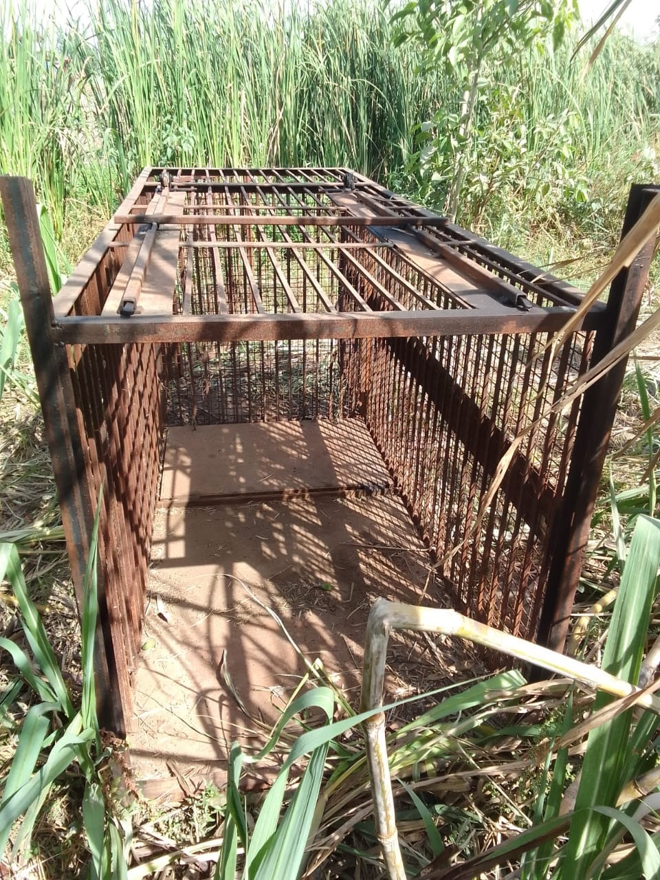 Goat in cage with no gate, how will the henchman be caught?