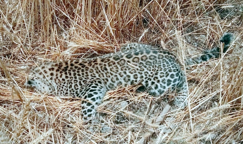 Nagina: Dead body of a female guldar found in the forest of Dwarkadaspur.