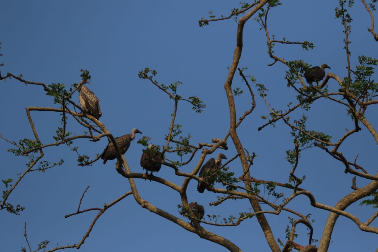 1252 vultures of four species were found in vulture count that lasted for three days in Nauradehi