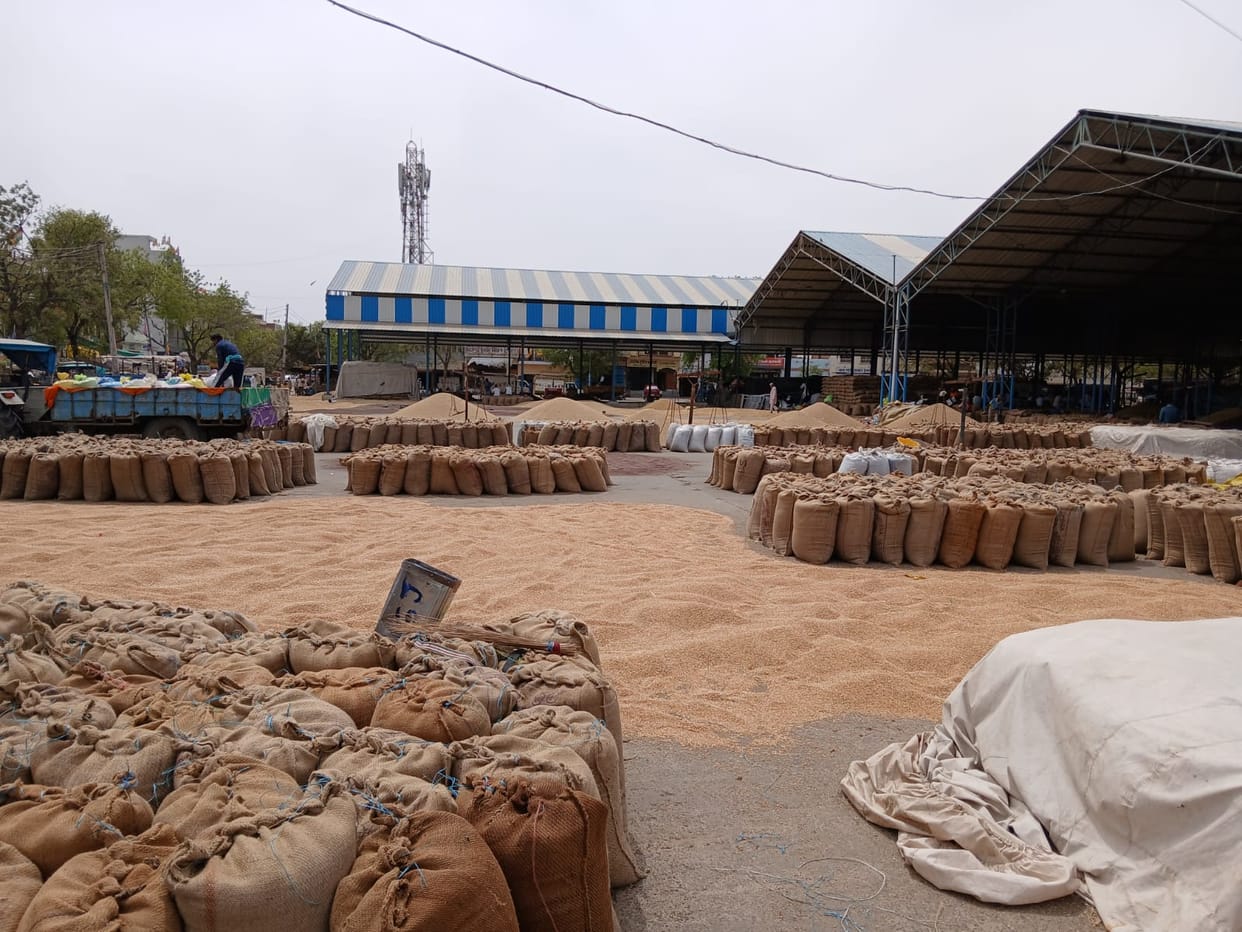 Mustard procurement continues in grain market