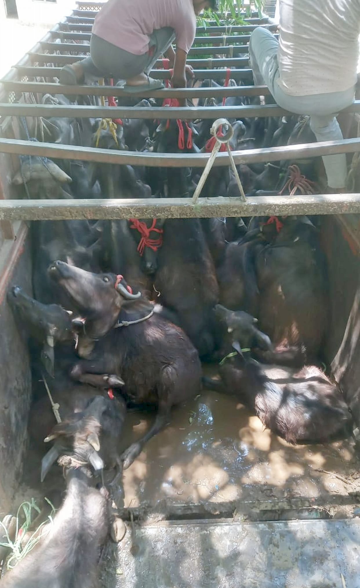 49 animals brutally loaded in truck recovered, driver arrested