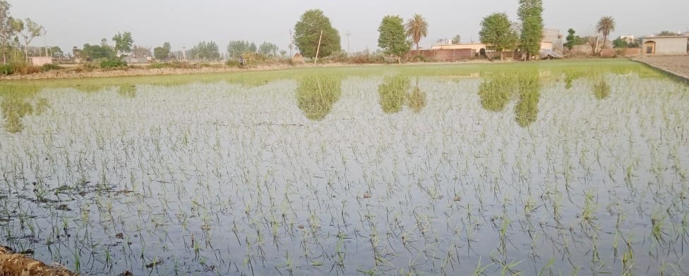 After wheat harvesting, planting of Saatha paddy starts.