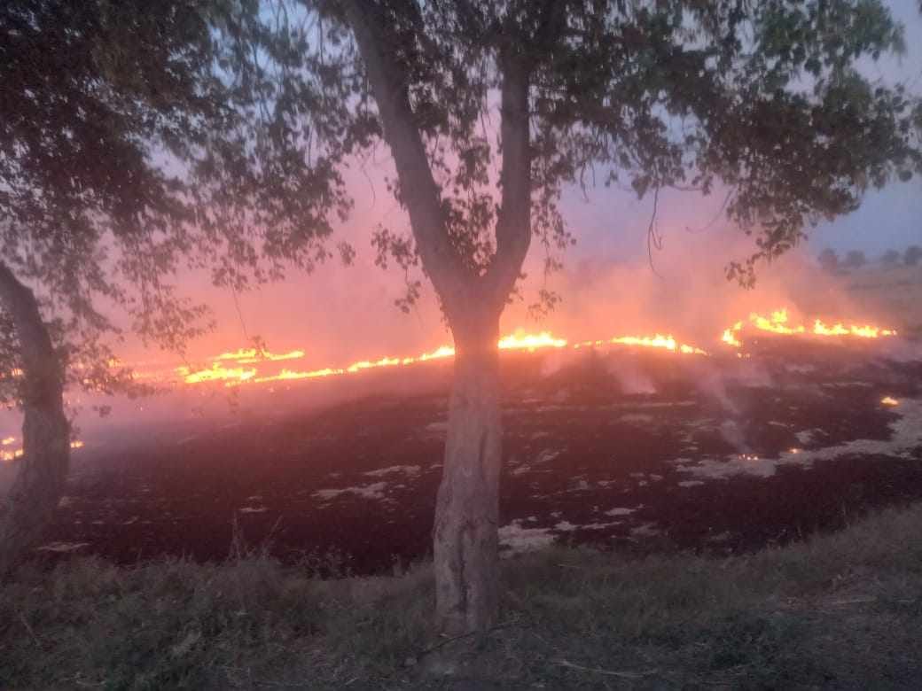Worrying: The remains of wheat are being set on fire after harvesting.