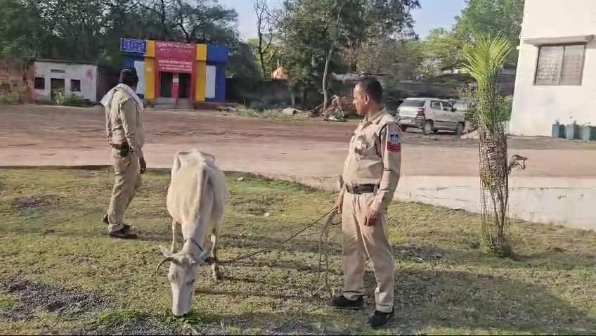 accused arrested while taking cow for murder after tying its legs and mouth and beating it with stick