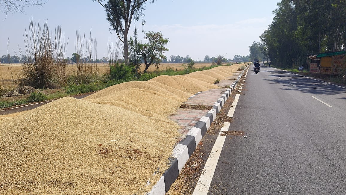 Arrival of wheat continues in Meham and Madina Mandi, offtake weak