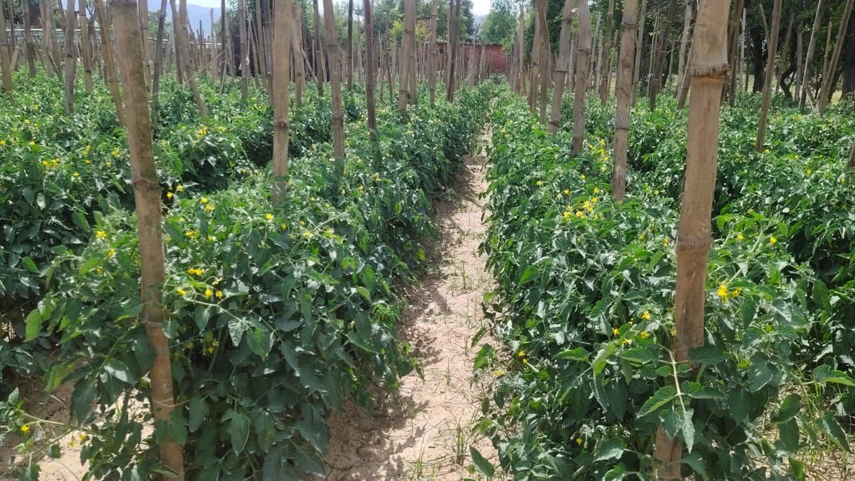 Trend of red gold cultivation increased in Balh, engineers and MBA pass became farmers