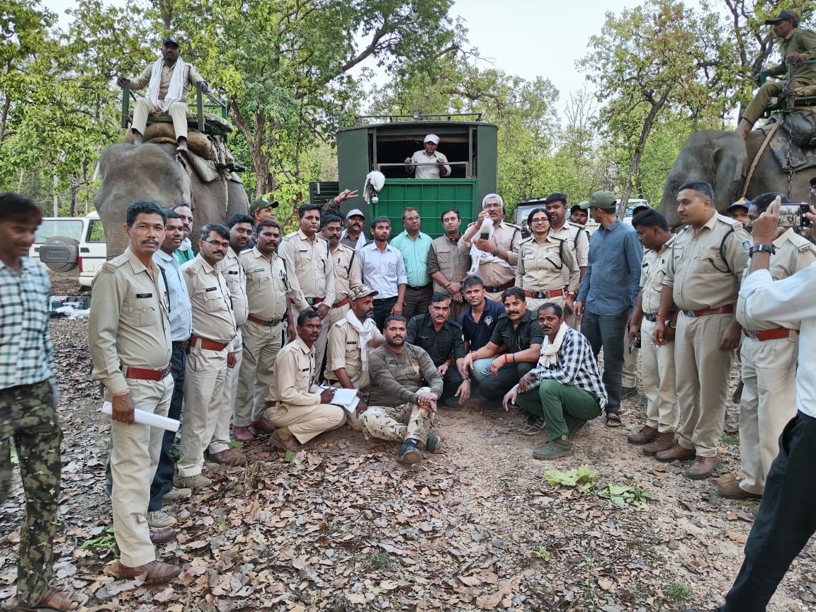 Injured tiger will be treated in Mukundpur White Tiger Safari.