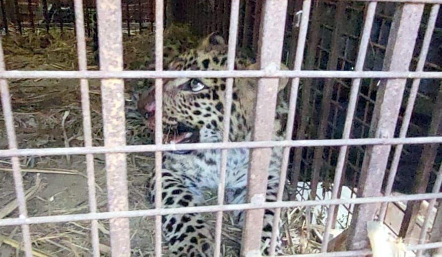 Guldar trapped in cage in Baga Nangal