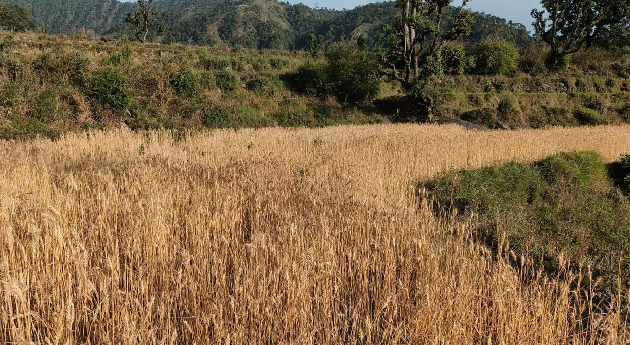 Agriculture Ministry data: Rabi crops sowed in more than 614 lakh hectares News In Hindi