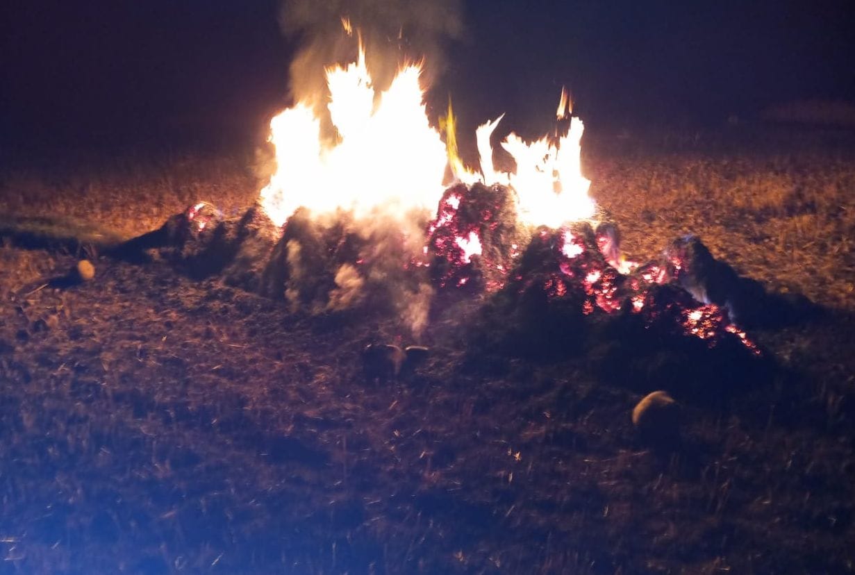 Wheat crop harvested in the fields burnt to ashes
