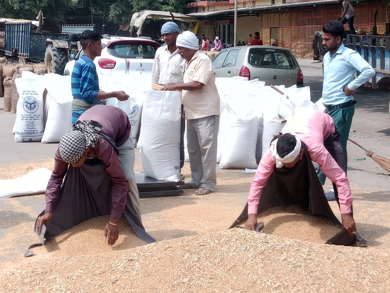 Wheat purchase: Rs 5.19 crore has been paid to 2786 farmers
