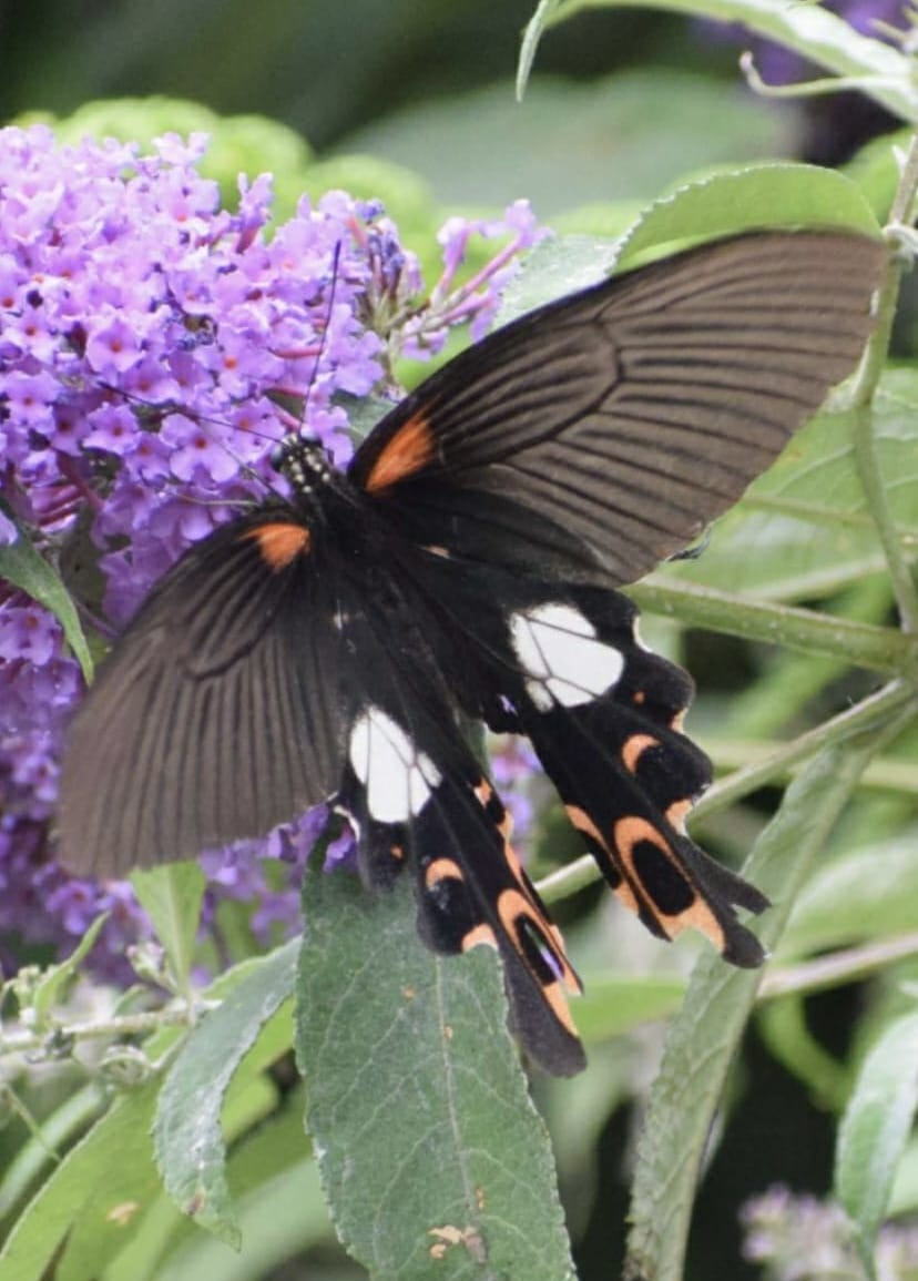 Nature lovers happy to find redbreast butterfly in Himnagari