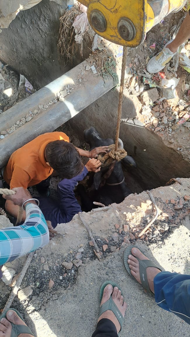 Cow fell into drain, pulled out after four hours of effort