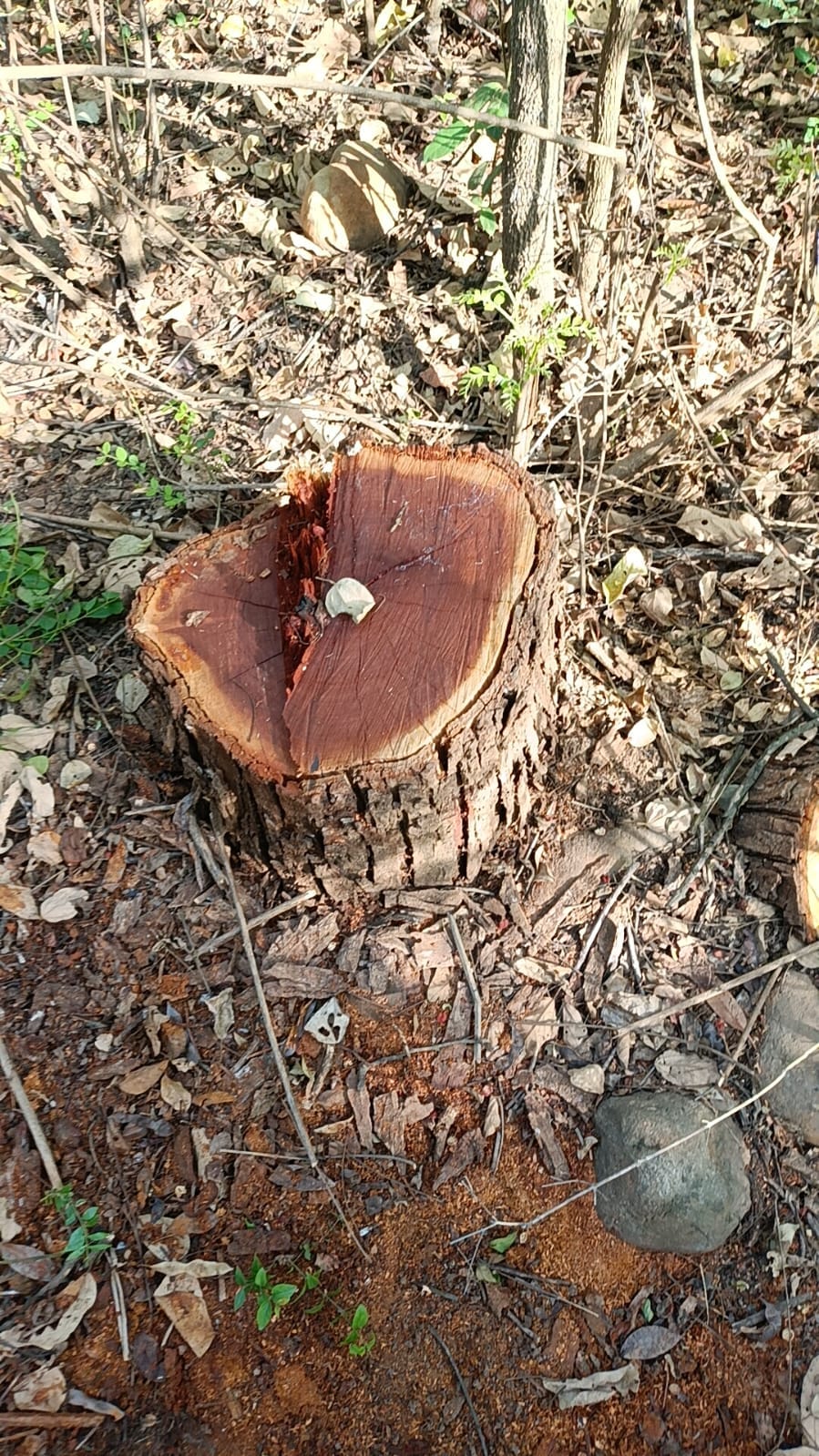 Six Khair trees cut together in Tillu of Nadaun