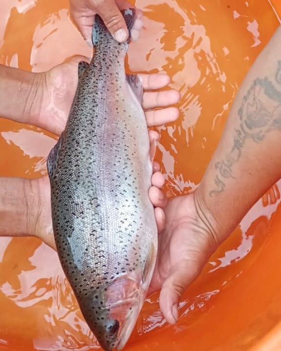 ITBP jawans will be able to taste trout fish in high Himalayas