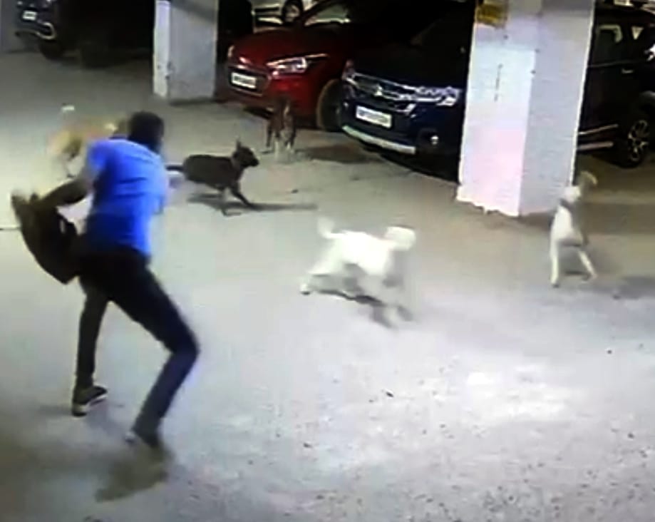 A group of dogs attacked a young man, snatched his laptop bag and scratched it.