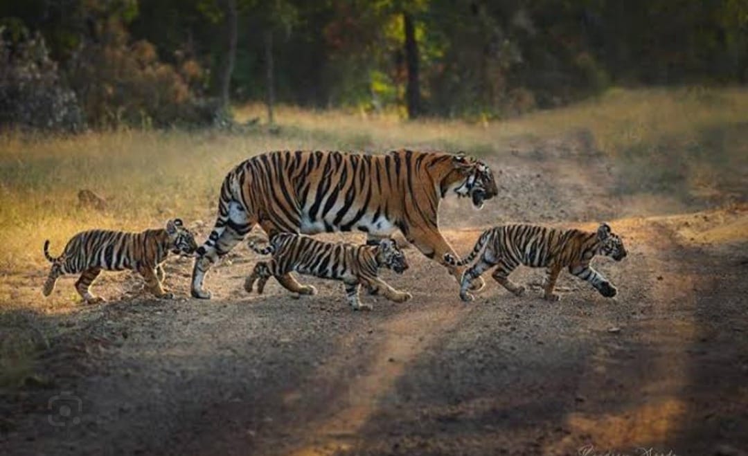 In Nauradehi, a tigress's family was seen frolicking in the water river, relief from the heat