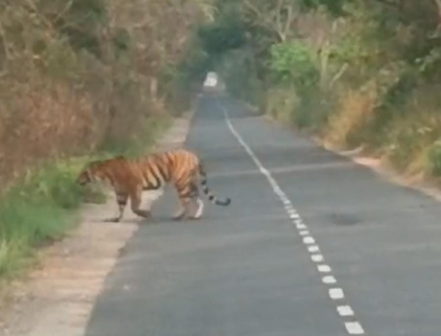 Tiger kept walking in front of school bus for five minutes, children scared