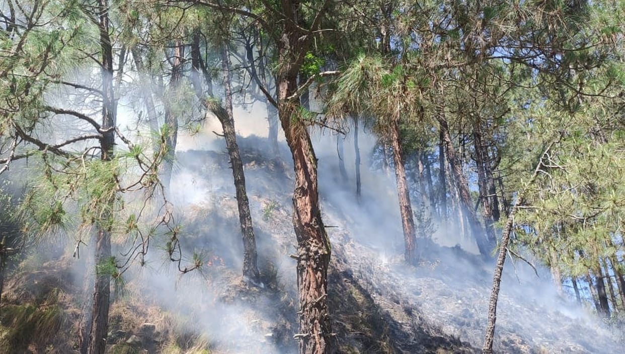 The forests of the district started burning as soon as the fire season started