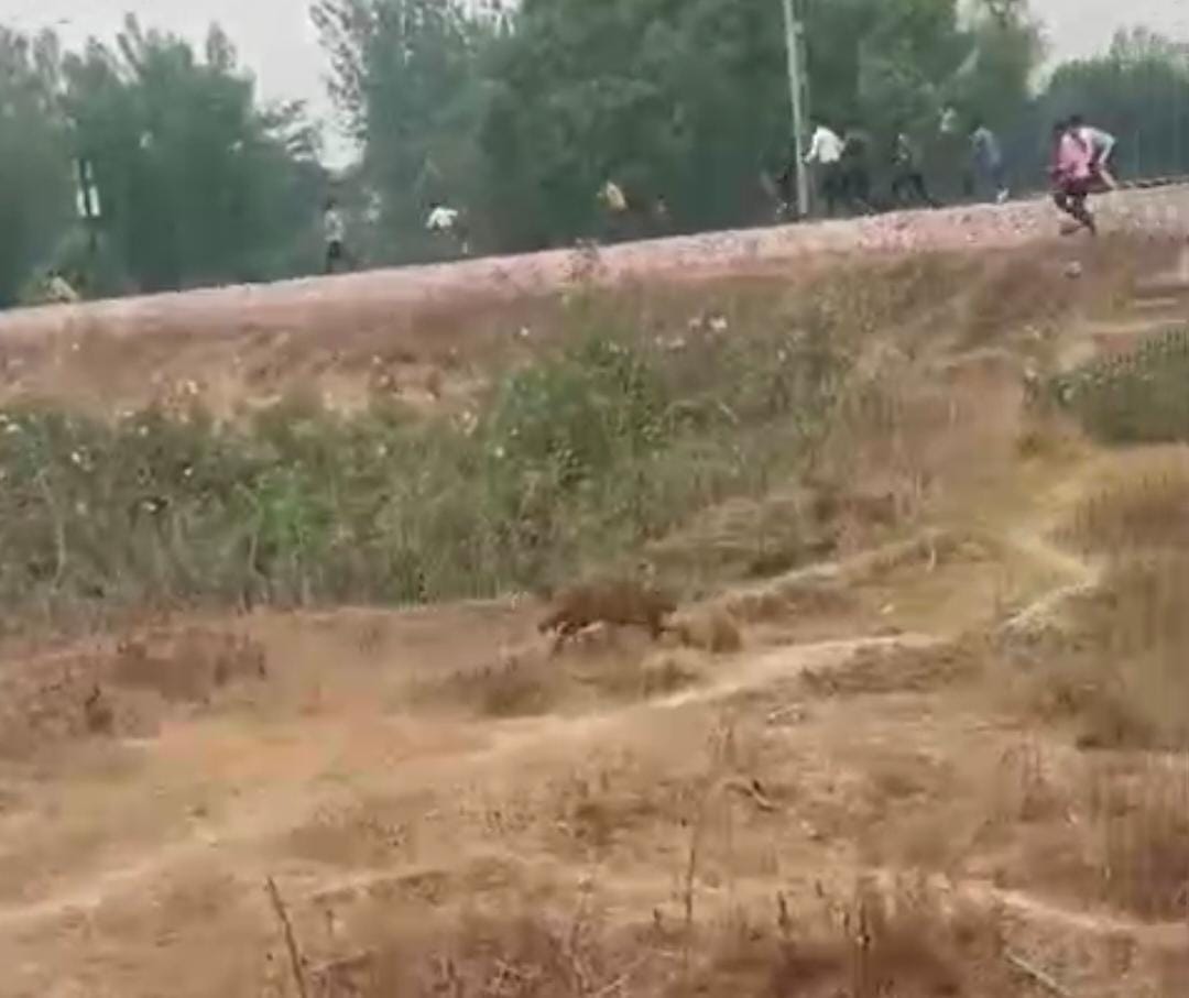 The villagers chased away the leopard that came into the population