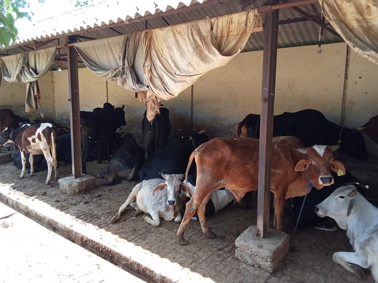 Soon the activities of cow sheds can be seen on one click