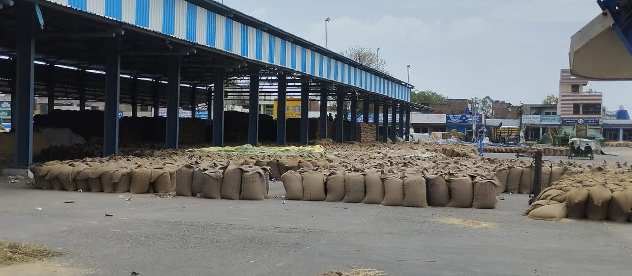Hafed will lift wheat by special train
