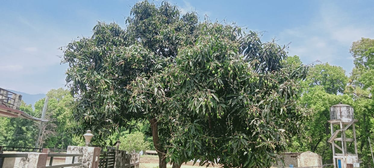 18,100 rupees extra income prom mango crops in dhaulakunwa cemter