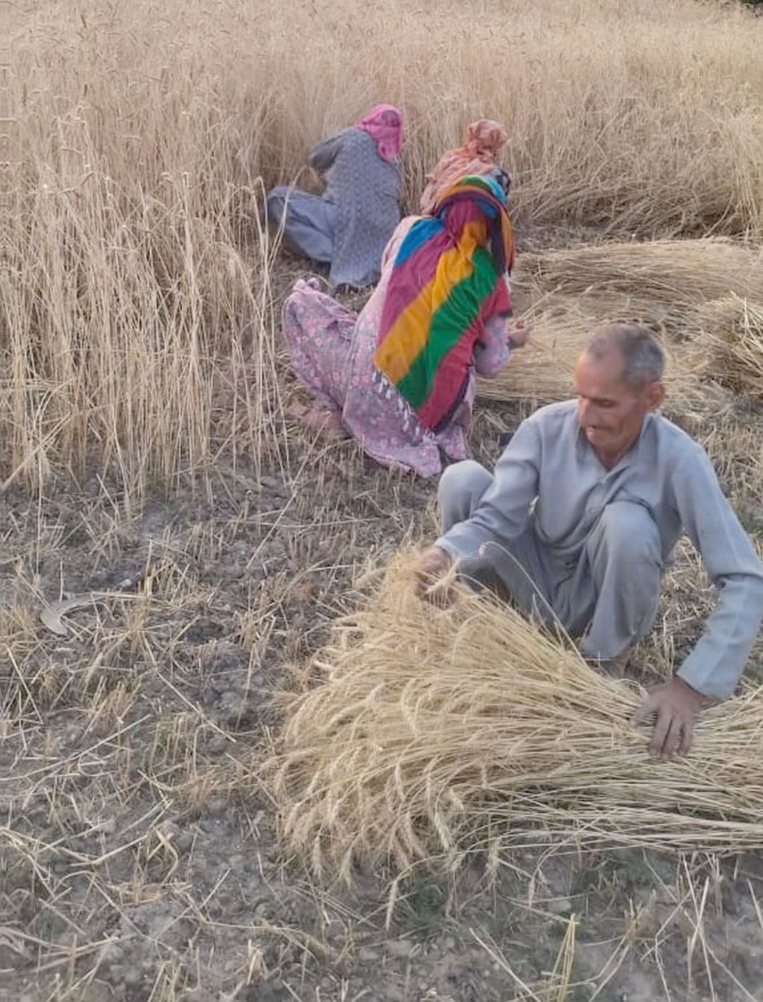 Farmers busy harvesting wheat as soon as the sun shines