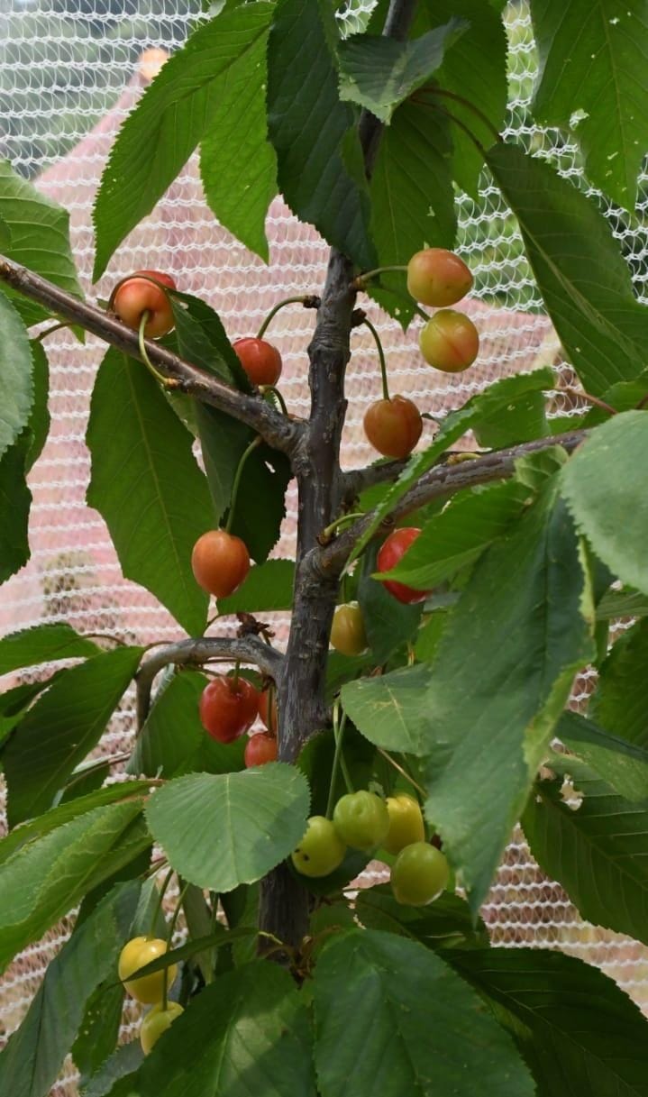 Cherry will be produced along with apple in Chaubatiya garden.