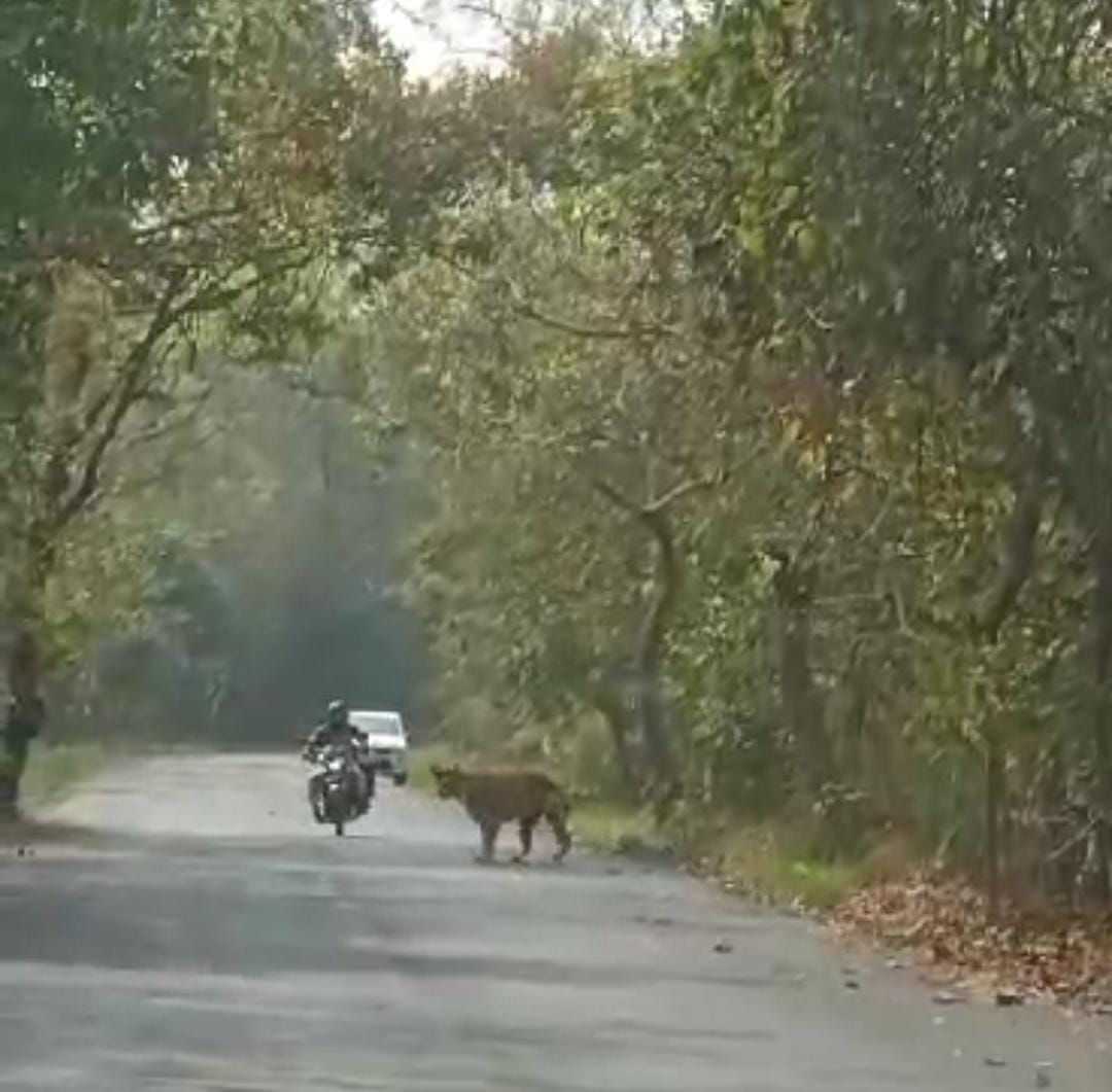 Wildlife will have a break on the speed of vehicles, a break will be broken