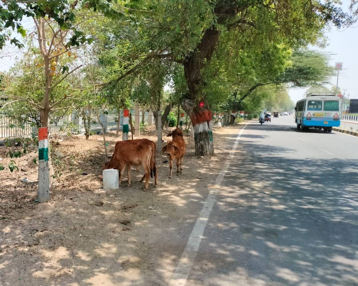 Agency caught 310 destitute animals, even after payment they were still roaming in the city