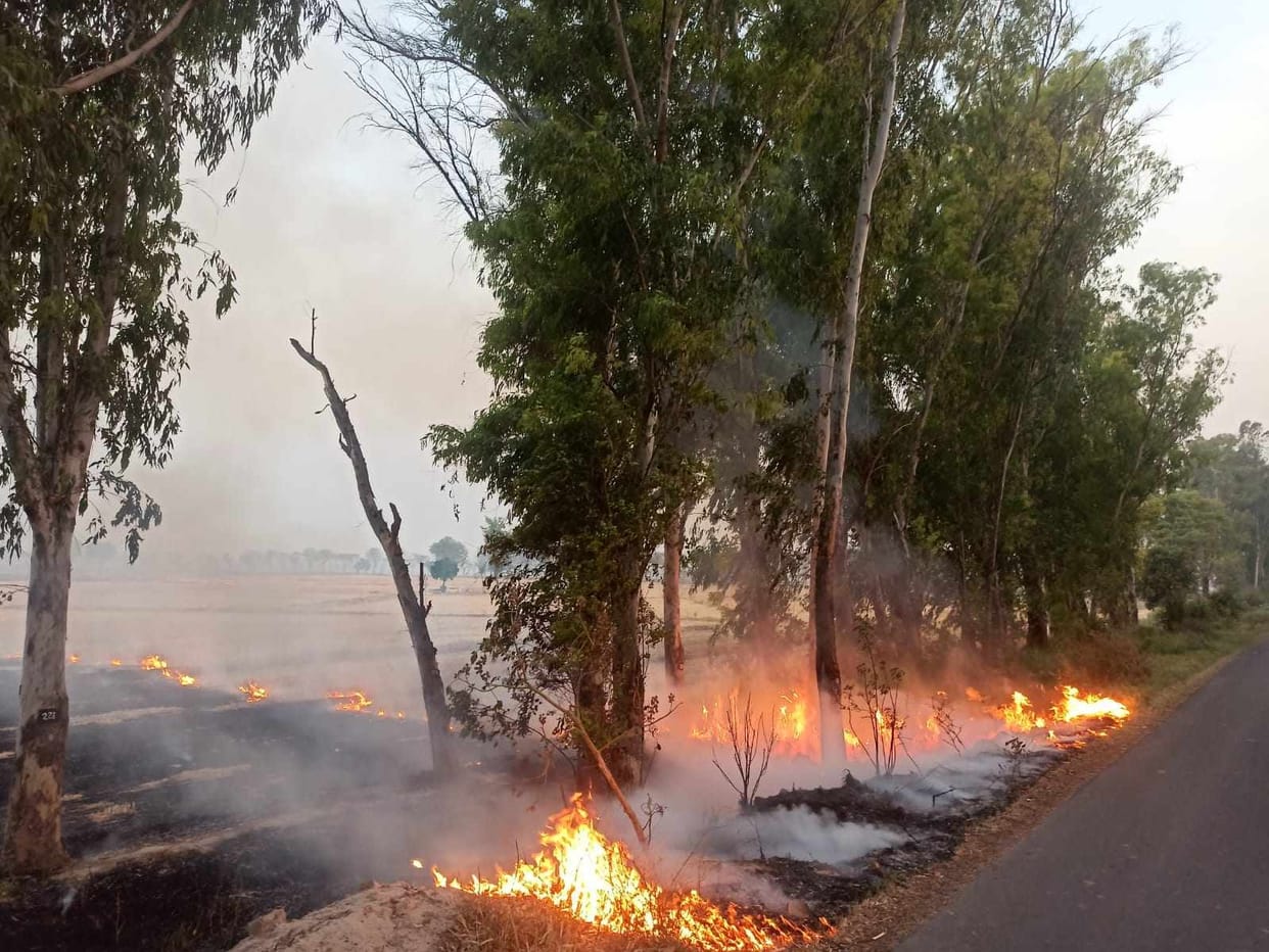 Fire swallowing the greenery of trees and plants