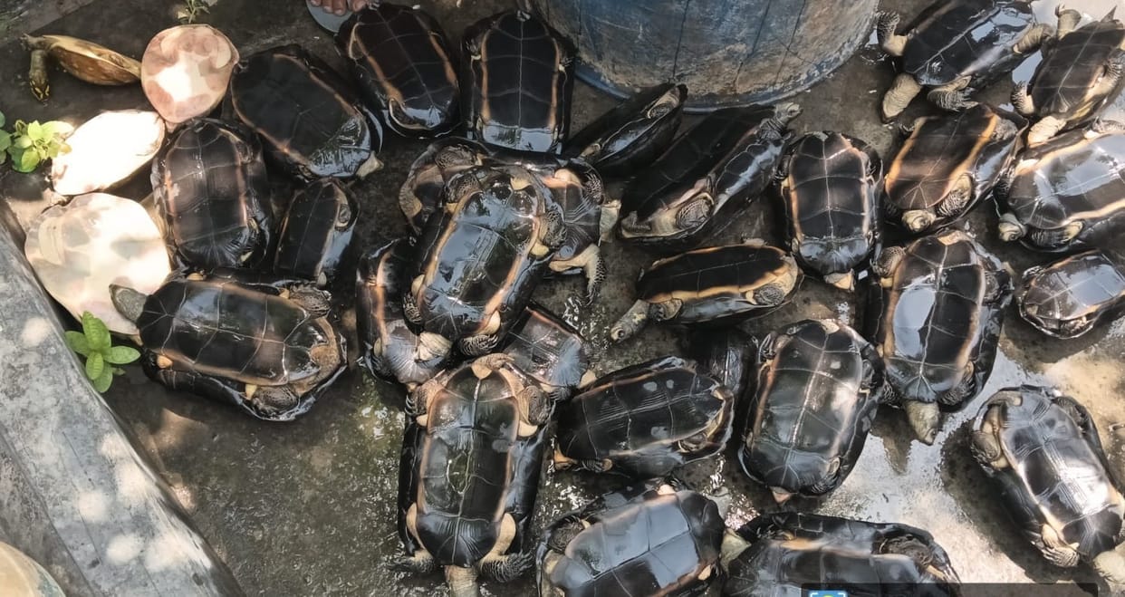 Tortoise smugglers sent to jail, wildlife smugglers will be kept under close watch