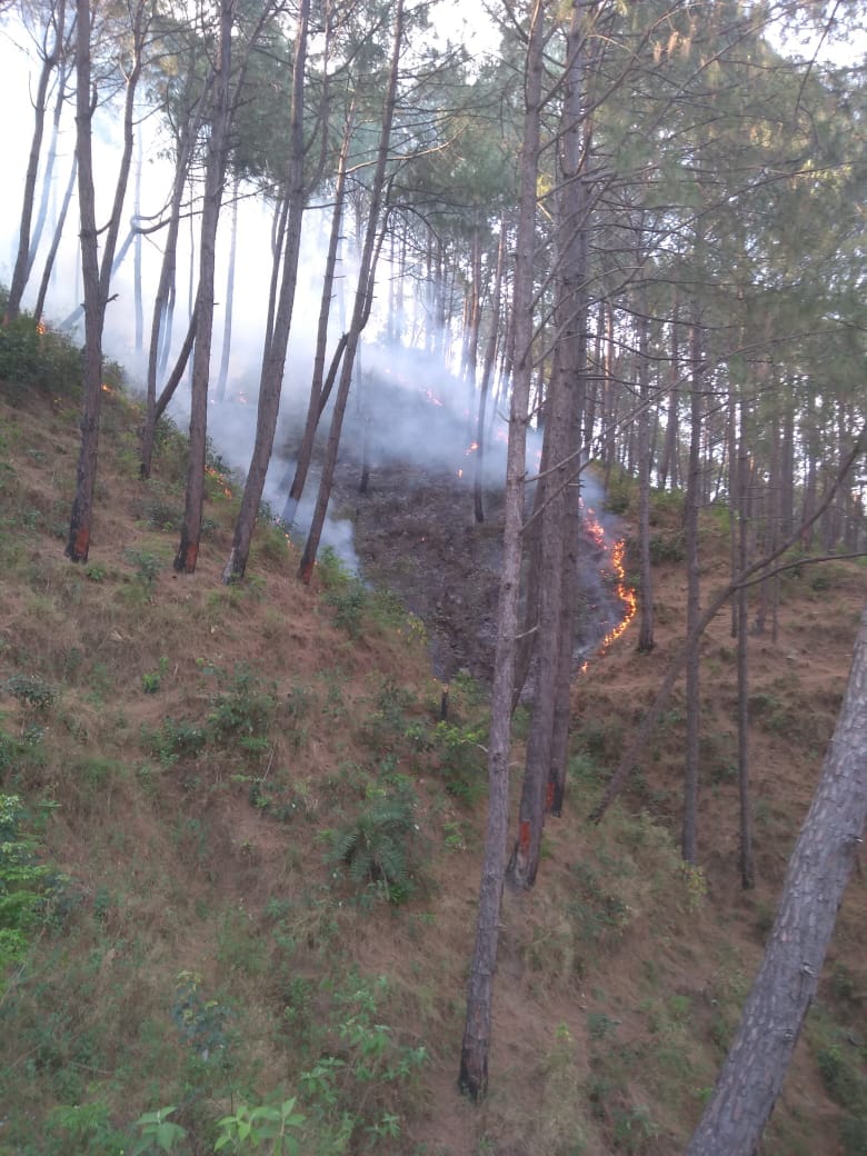 Forest fire caused by storm, huge loss in 4.5 hectare area