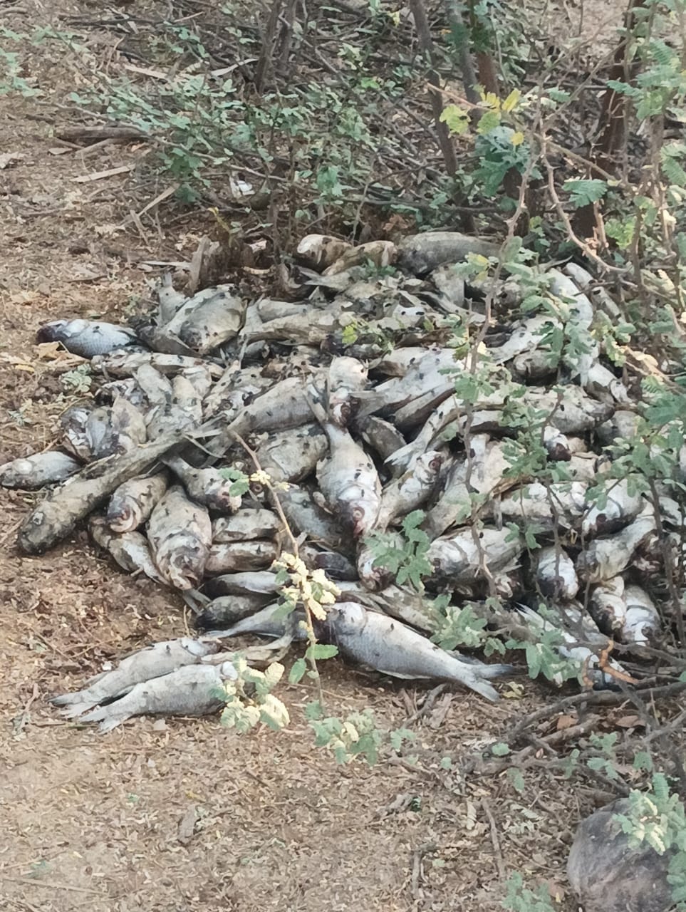 Fishes died in the pond of Nuna Majra, many animals fell ill after drinking the water.
