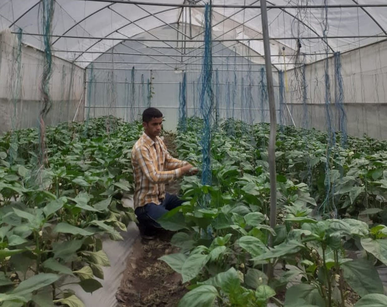 Chamba's red and yellow chillies prevalent in five star hotels of Delhi, Punjab